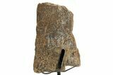 Fossil Sauropod Vertebra Section with Metal Stand - Colorado #363655-1